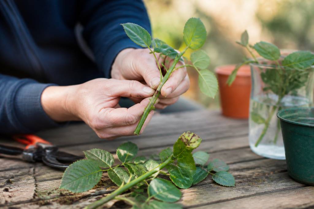 Bouture rosier : réussir facilement le bouturage pas à pas