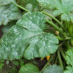 Oïdium courgettes traitement : méthodes efficaces pour protéger vos plants