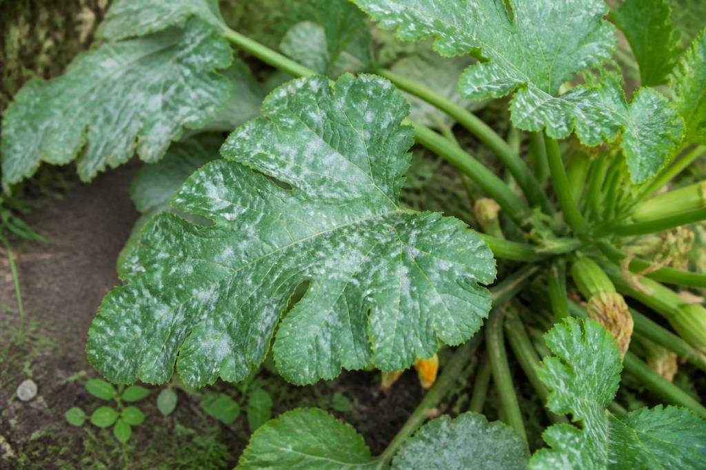 Oïdium courgettes traitement : méthodes efficaces pour protéger vos plants