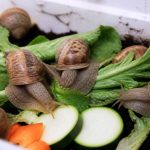 Aliment pour escargot : lequel choisir pour un élevage sain ?