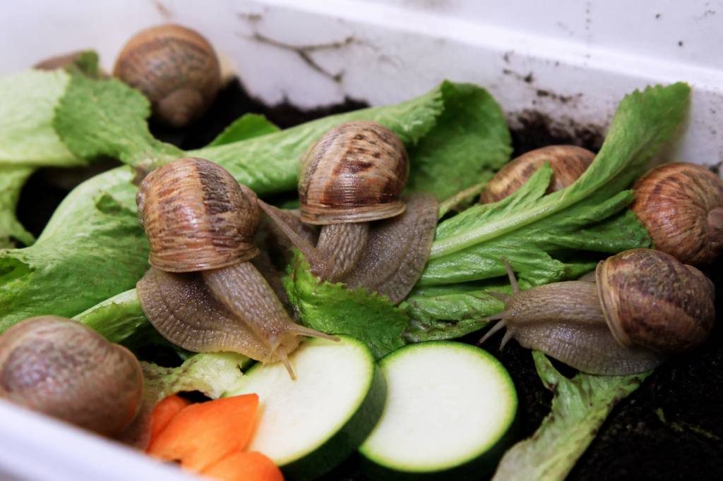 Aliment pour escargot : lequel choisir pour un élevage sain ?