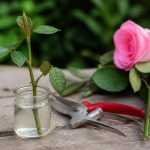 Bouture rose : comment réussir la multiplication de vos rosiers