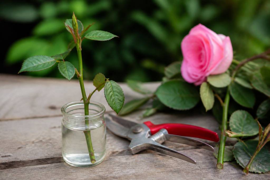 Bouture rose : comment réussir la multiplication de vos rosiers