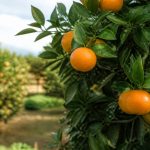 Comment s'appelle l'arbre de la clémentine