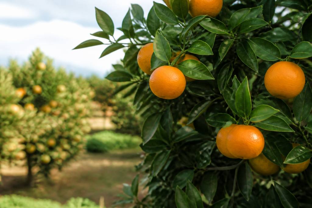 Comment s&rsquo;appelle l&rsquo;arbre de la clémentine