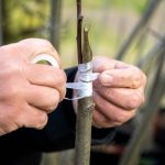 Rabouteur : usage et conseils pour réussir vos greffes