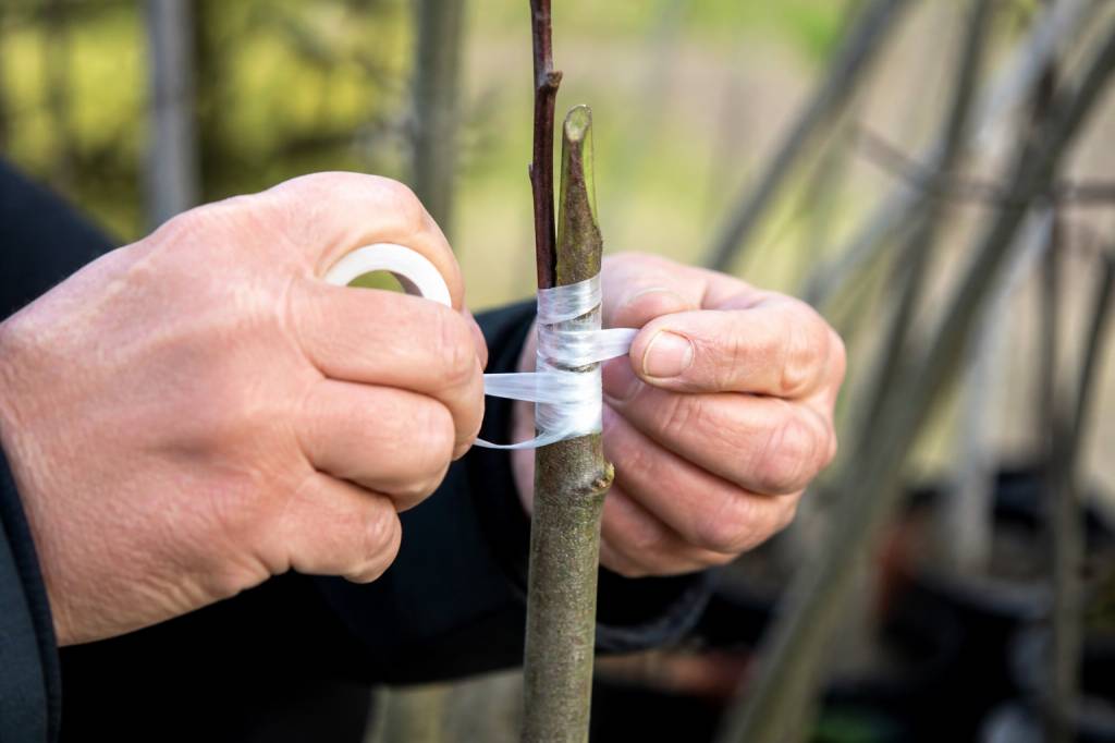 Rabouteur : usage et conseils pour réussir vos greffes