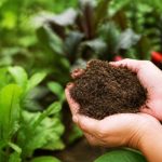 Terraplus natura balance : pourquoi choisir cet amendement pour le jardin