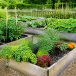 Au carre potager : conseils pour aménager un potager productif