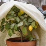 Citronnier et gel : comment protéger l’arbre en hiver