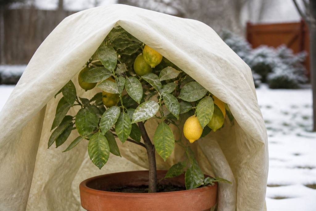 Citronnier et gel : comment protéger l’arbre en hiver