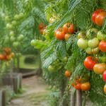 Variétés de tomates les plus productives pour un potager généreux