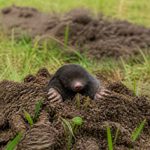 Taupe ou campagnole : comment identifier et protéger son jardin efficacement