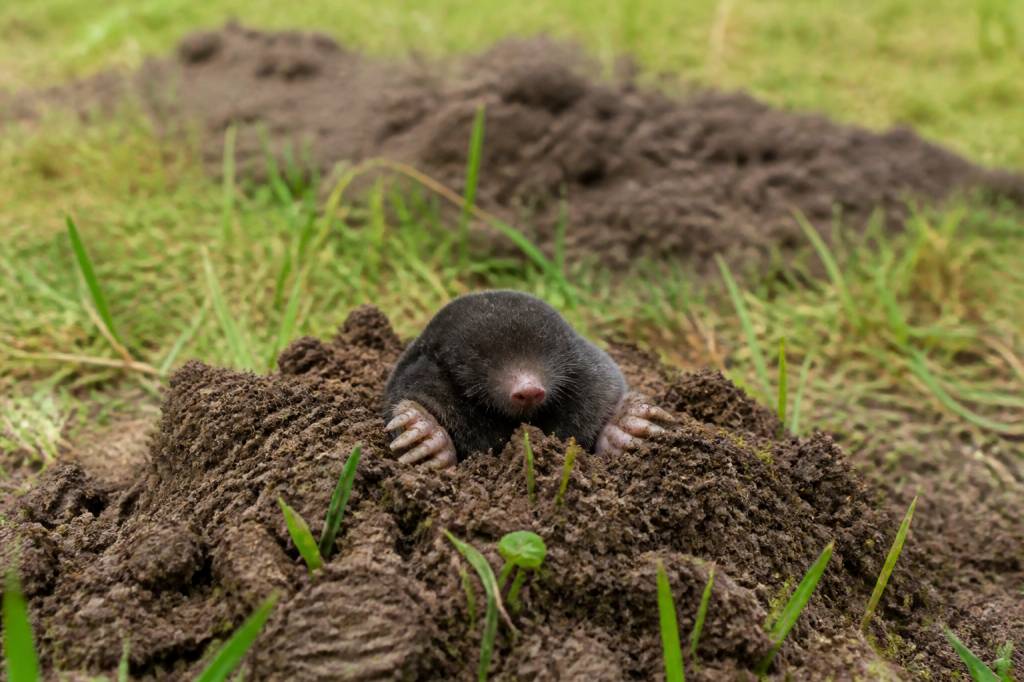 Taupe ou campagnole : comment identifier et protéger son jardin efficacement