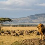 Serengeti national park : que voir et quand partir