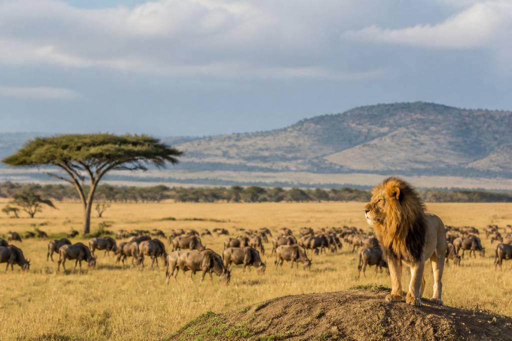 Serengeti national park : que voir et quand partir