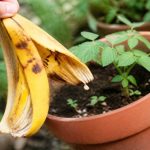 Banane moisie : peut-on l’utiliser au jardin pour fertiliser les plantes ?