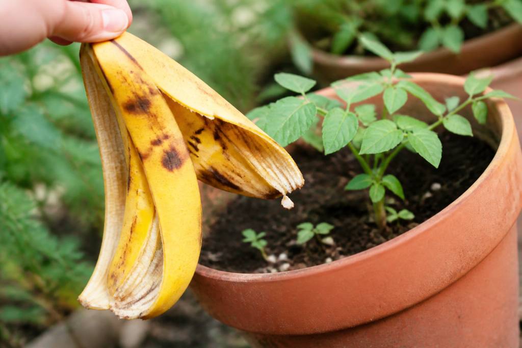 Banane moisie : peut-on l’utiliser au jardin pour fertiliser les plantes ?