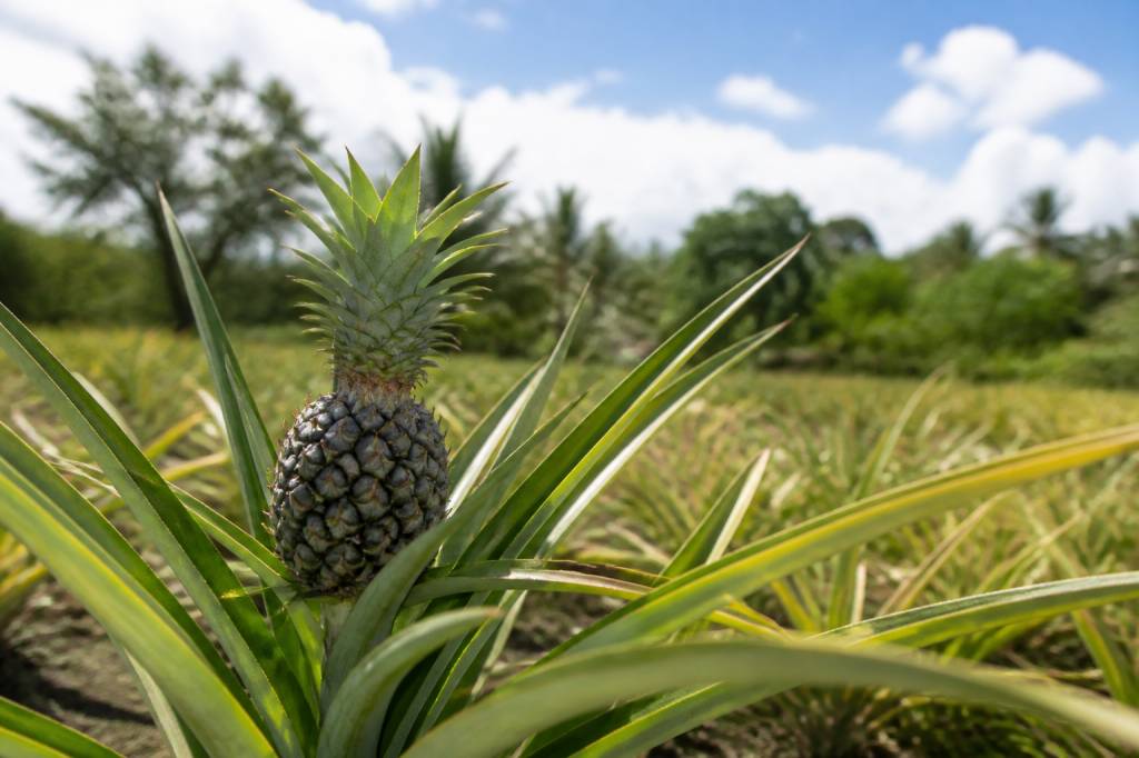 Arbre à ananas : culture, entretien et conseils pour réussir sa plantation