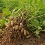 Cacahuètes arbre : culture, plantation et conseils d’entretien