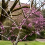 Arbre de judée en hiver : entretien, protection et floraison au printemps
