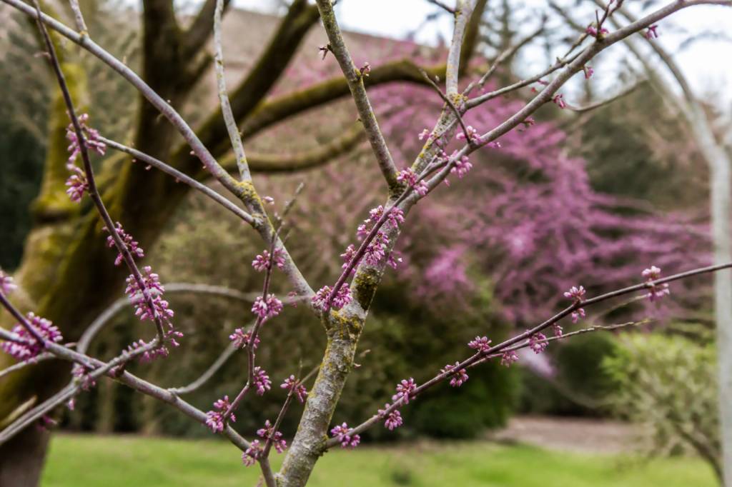 Arbre de judée en hiver : entretien, protection et floraison au printemps