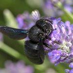 Abeille charpentière danger : faut-il s’en méfier au jardin ?