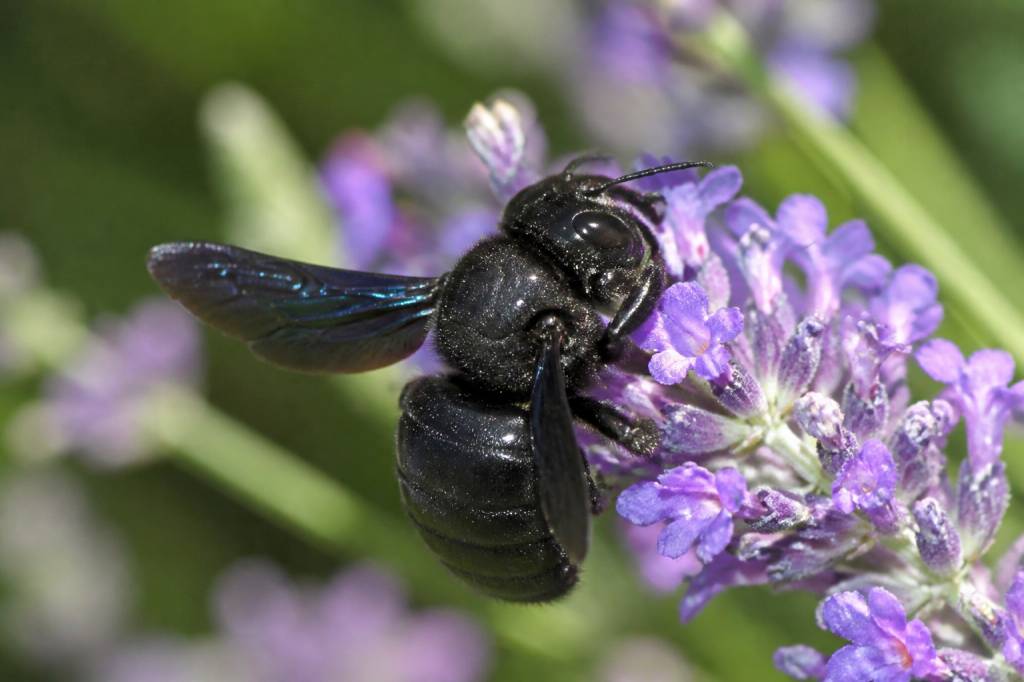 Abeille charpentière danger : faut-il s’en méfier au jardin ?
