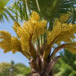 Fleurs palmiers : variétés, entretien et conseils pour une floraison réussie