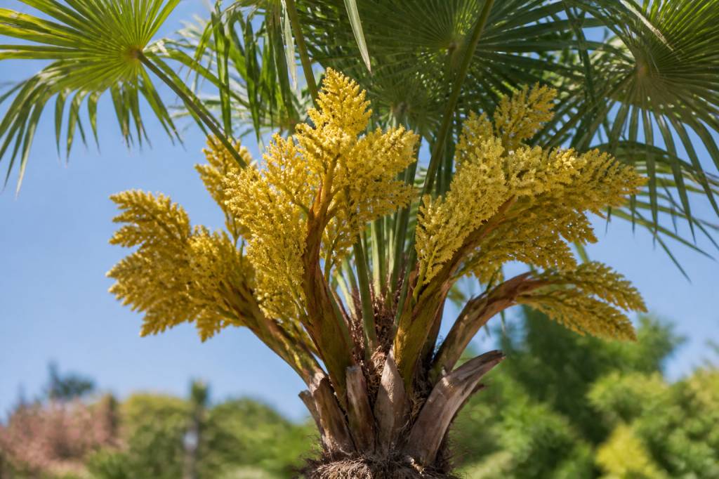Fleurs palmiers : variétés, entretien et conseils pour une floraison réussie