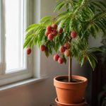 Arbre litchi interieur : conseils pour le cultiver en pot chez soi