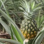 Arbre à ananas : culture, entretien et conseils pour une récolte réussie