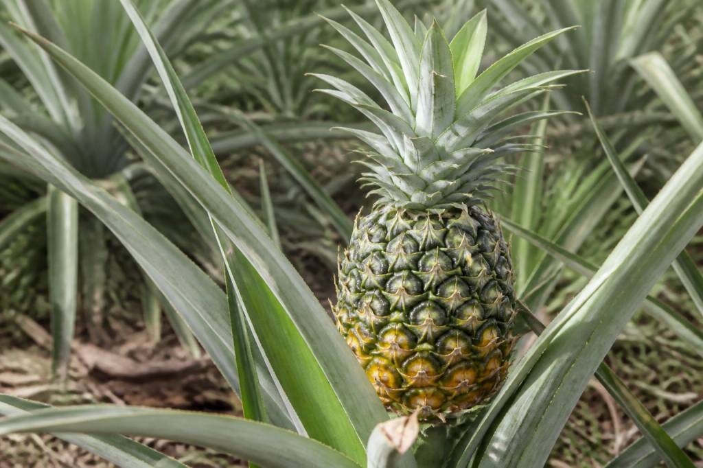 Arbre à ananas : culture, entretien et conseils pour une récolte réussie