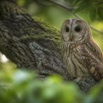 Animaux hibou : habitat, alimentation et rôle au jardin