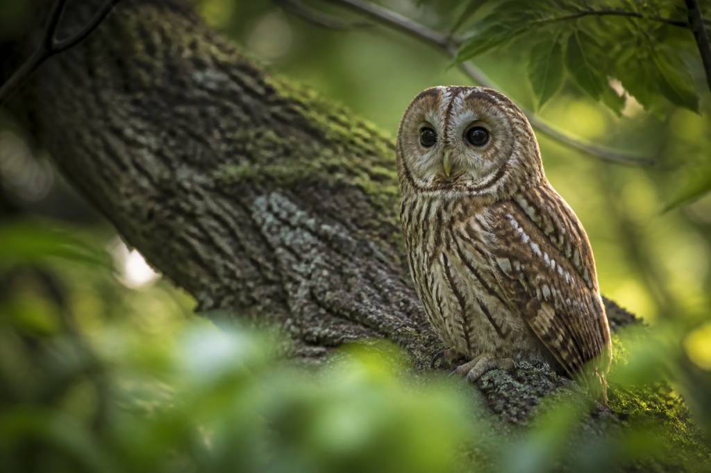 Animaux hibou : habitat, alimentation et rôle au jardin