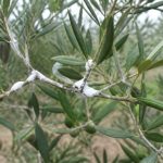 Mousse blanche sur olivier traitement : causes et solutions naturelles