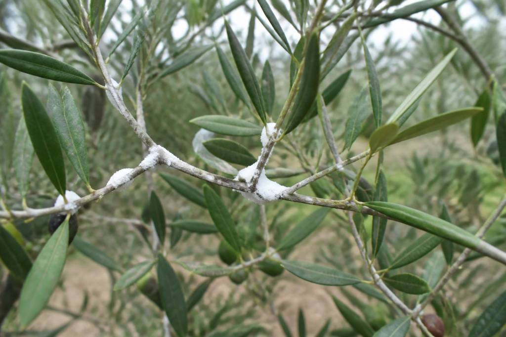Mousse blanche sur olivier traitement : causes et solutions naturelles