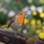 Durée de vie des oiseaux du jardin : combien de temps vivent-ils ?
