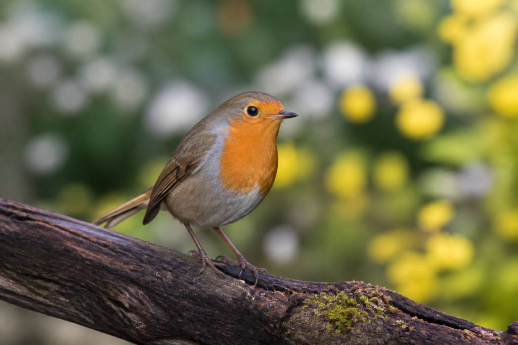 Durée de vie des oiseaux du jardin : combien de temps vivent-ils ?