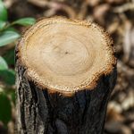 Bois de laurier : caractéristiques, utilisations et conseils de culture