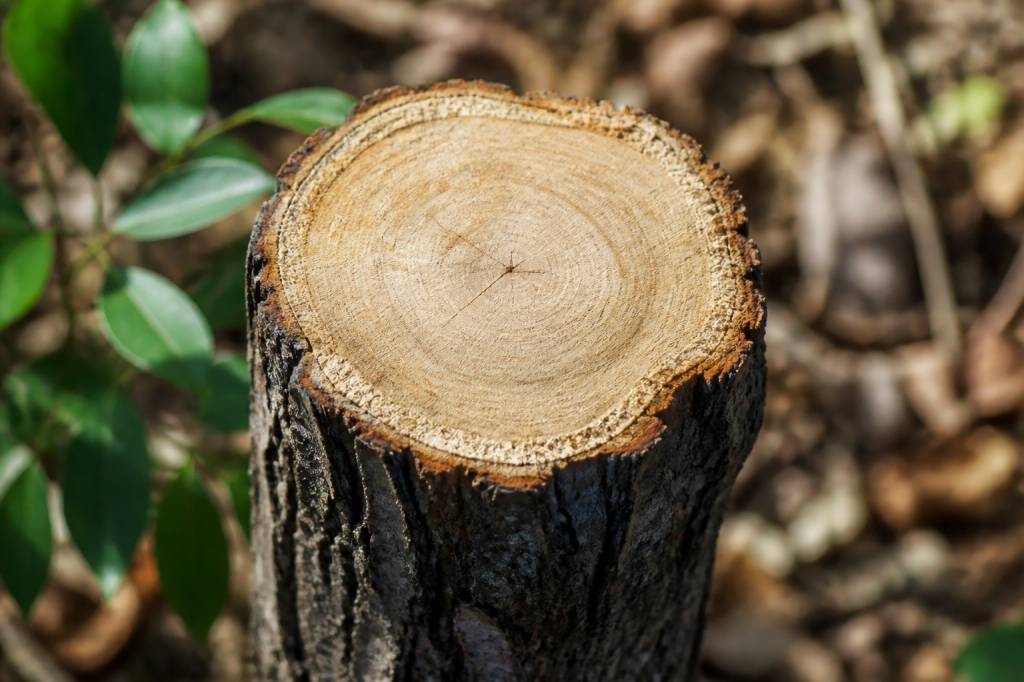 Bois de laurier : caractéristiques, utilisations et conseils de culture