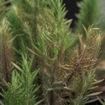 Maladie romarin : identifier et traiter les principales affections de la plante