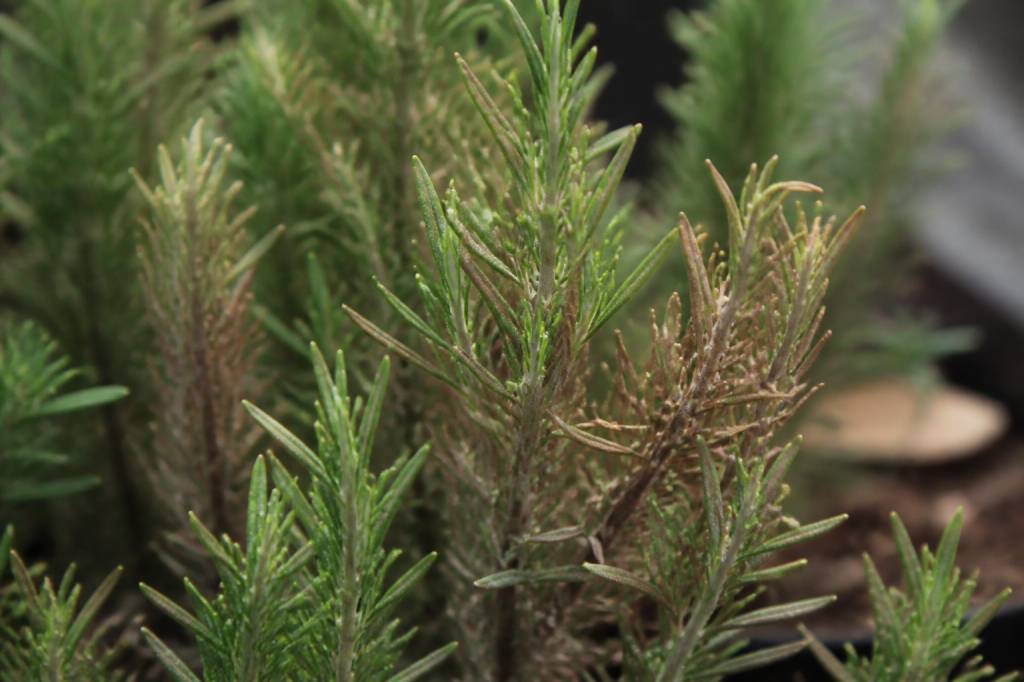 Maladie romarin : identifier et traiter les principales affections de la plante
