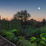 Calendrier lunaire jardiner malin : les meilleures dates pour réussir vos travaux au jardin
