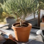 Comment rempoter un olivier en pot : conseils et étapes pratiques