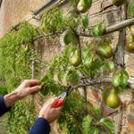 Tailler un poirier en espalier : techniques et conseils pour une taille réussie