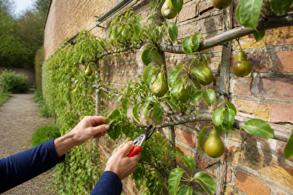 Tailler un poirier en espalier : techniques et conseils pour une taille réussie