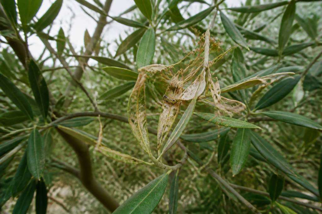 Pyrale de l'olivier : identification, prévention et traitements efficaces