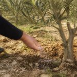 Quand mettre de l’engrais pour olivier : calendrier et conseils pratiques