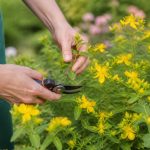 Taille du millepertuis : quand et comment la réaliser pour une floraison abondante